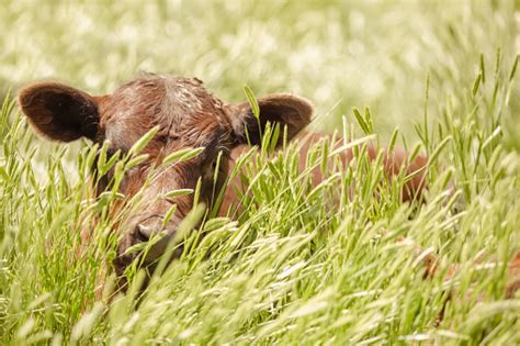 Red Angus Calf Stock Photo - Download Image Now - iStock