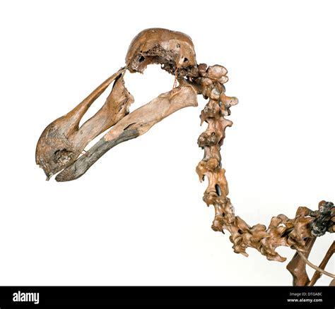 Dodo skeleton, Raphus cucullatus Stock Photo - Alamy