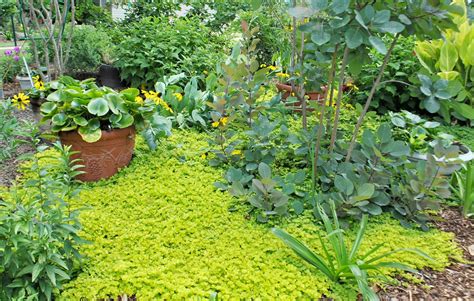 Creeping Jenny Ground Cover