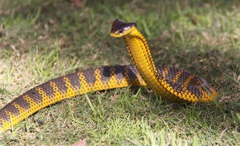 Tiger Snake Facts and Pictures