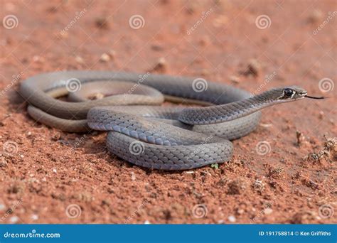 Yellow-faced Whip Snake stock photo. Image of reptile - 191758814