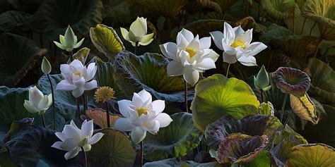 5120x2880px | free download | HD wallpaper: white-and-yellow petaled flowers, leaves, nature ...
