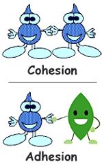 Cohesion and Adhesion of Water - KierrailLutz