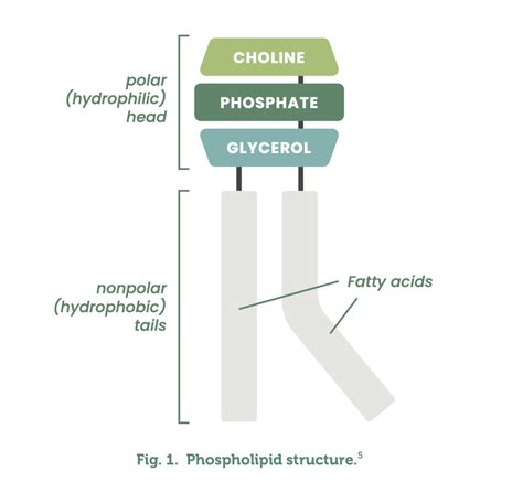 Phosphatidylcholine: Beyond Cellular Integrity | FX Medicine