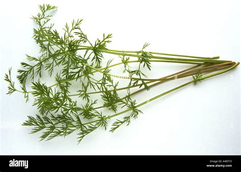 Medicinal plant spice herb leaves of Cumin Carum Cavi Stock Photo - Alamy