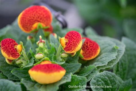 Pocketbook Plant Care: How to Grow Calceolaria Indoors