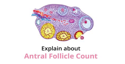 Antral Follicle Count