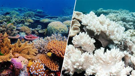 Coral bleaching: Hot ocean water damaging South Florida reefs, sea life ...