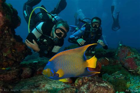 Diving Fernando de Noronha- Ikigai Experience