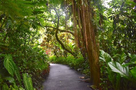 Hawaii Tropical Botanical Garden Reviews | Fasci Garden