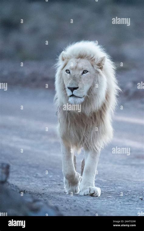 White lion, Panthera leo, Sanbona Wildlife Reserve, South Africa Stock ...