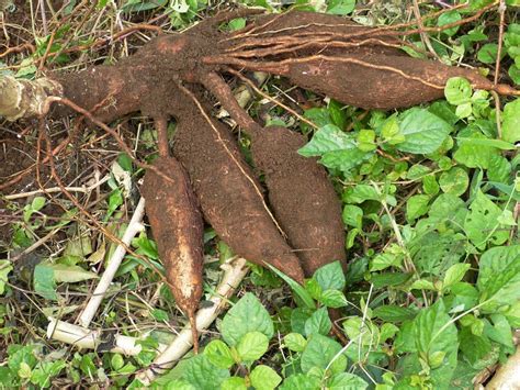 Pos Tenau: MAKANAN TRADISI ORANG ASLI DI POS TENAU