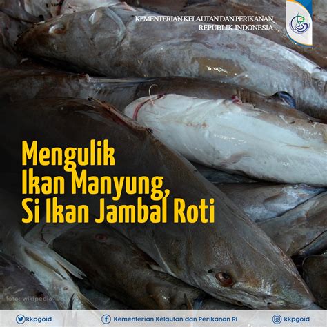 Gambar Ikan Jambal Roti – pulp