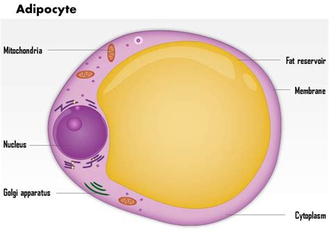 0814 Adipocyte Medical Images For PowerPoint