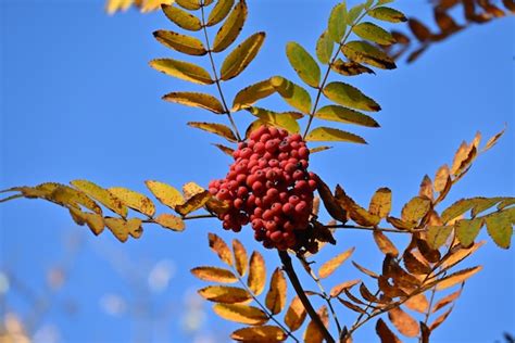 Colores de otoño | Foto Premium