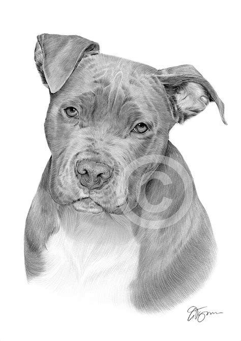 American PIT BULL TERRIER dog artwork print A3/A4 signed pencil drawing Pitbull | eBay