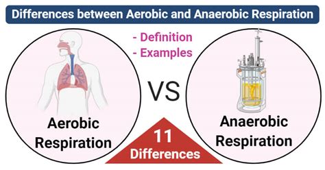 Difference Between Aerobic And Anaerobic Respiration