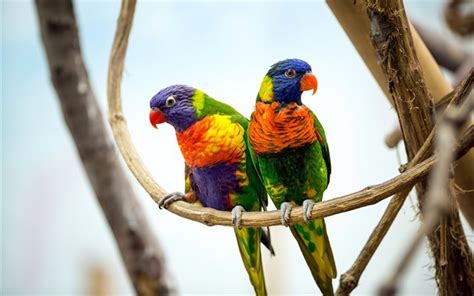 Download imagens papagaios, Coco Lorikeets, pássaro colorido, ave ...