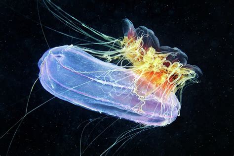 Jellyfish Feeding Photograph by Alexander Semenov - Fine Art America