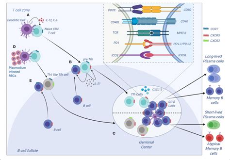 | Tfh development and function. (A) Tfh differentiation begins when an... | Download Scientific ...