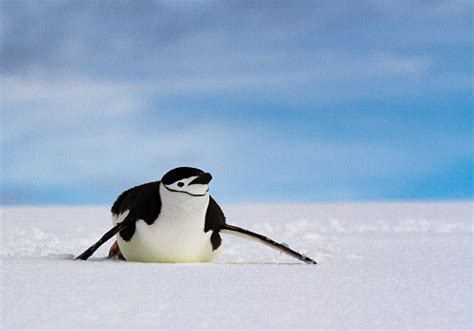 Chinstrap Penguin Sliding On White Snow Against A Blue Sky Antarctica ...