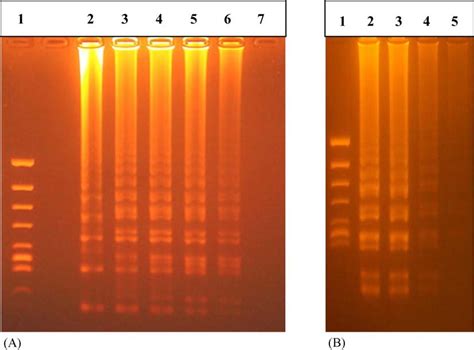 RT-LAMP products with various concentrations of template (10 −1 , 10 −2... | Download Scientific ...