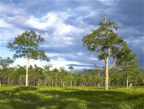 A Sense of Direction: Amur Leopard Habitat Project