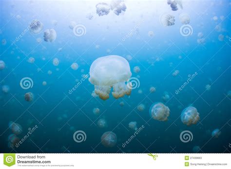 Snorkeling in Jellyfish Lake Stock Image - Image of outdoors, beautiful: 27439663