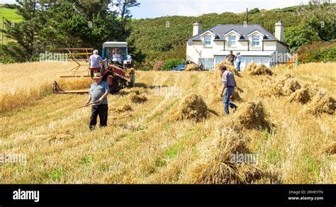 Harvesting Crop Of Oats using traditional methods Stock Photo - Alamy