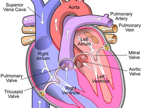 The Heart and Circulatory System | Teaching Resources | Circulatory system, Human circulatory ...