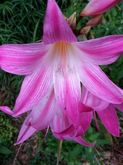 Amaryllis Family: Amaryllidaceae Subfamily: Amaryllidoideae Genus: Amaryllis © Copyright Sharon ...