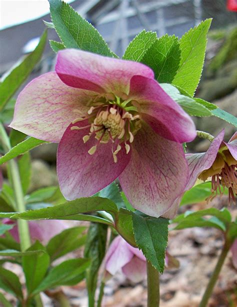 PlantPostings: Plant of the month: Hellebore