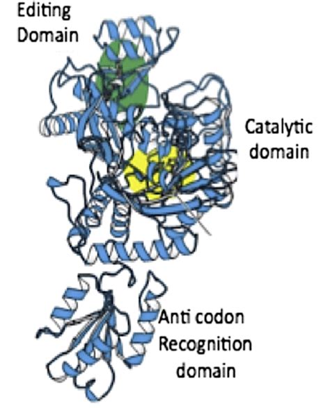 The structure of a Class II amino acid-tRNA synthetase. From the... | Download Scientific Diagram