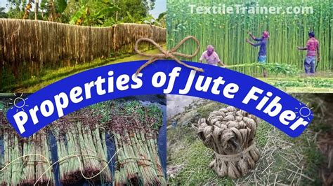 Properties of Jute Fiber: Revealing the Dynamic Physical, Mechanical ...