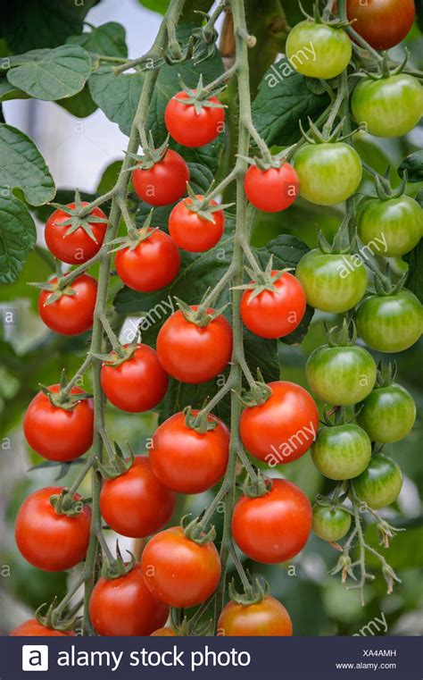 Tomato Plant Flower Stock Photos & Tomato Plant Flower Stock Images - Alamy