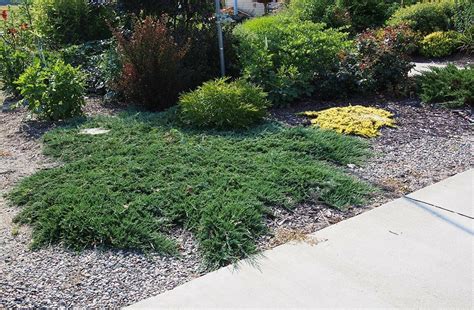 Blue Rug Juniper Qty 180 Live Plants Evergreen Ground Cover - Plants & Seedlings