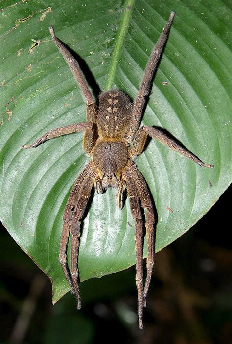 Brazilian Wandering Spider (Phoneutria sp) | A female Phoneu… | Flickr