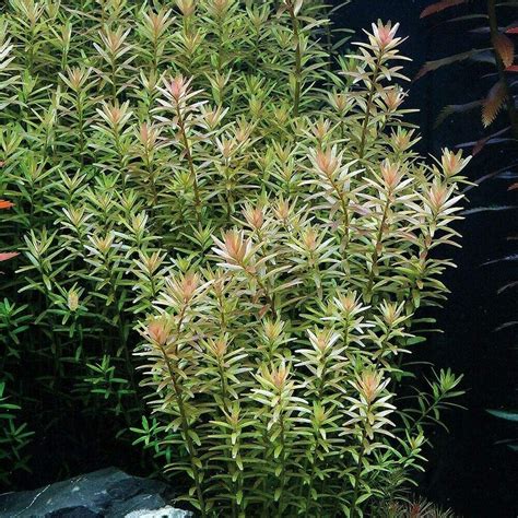 21 Best Low Light Aquarium Plants For Beginners in 2022