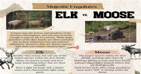 Elk vs. Moose: Distinguishing Between Elk and Moose • 7ESL