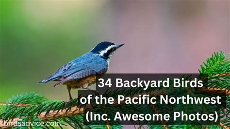 34 Backyard Birds of the Pacific Northwest (Inc. Awesome Photos ...