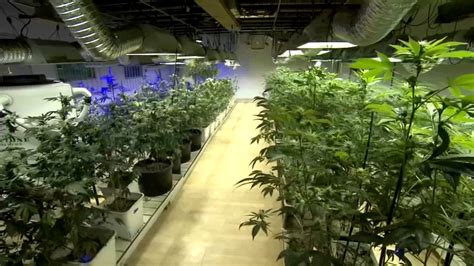 14 recreational cannabis dispensaries will be allowed to conduct ...