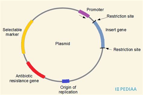 Difference Between Plasmid and Cosmid | Features, Structure, Uses ...