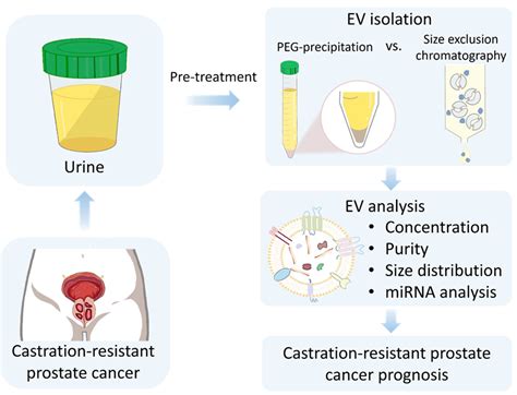 Isolation and characterization of urinary extracellular vesicles from ...