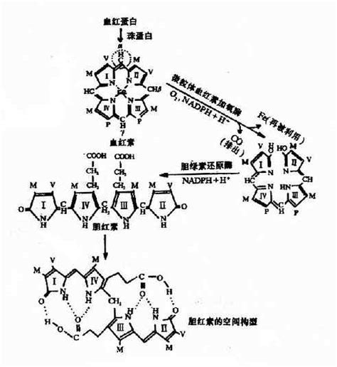 胆红素的生成_《生物化学与分子生物学》_中医杂集书籍_【岐黄之术】