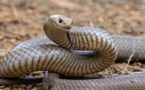 Fact File: Eastern brown snake (Pseudonaja textilis) - Australian ...