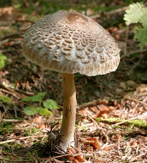 Chlorophyllum rhacodes, Shaggy Parasol mushroom, identification