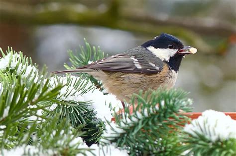 animal, bird, tit, coal tit, periparus ater, songbird, small, foraging, winter, snow, garden ...
