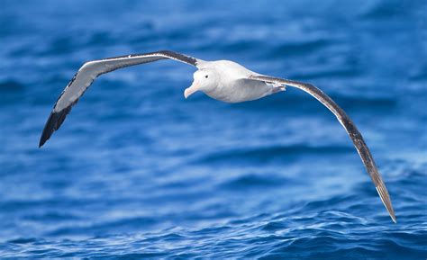 Mostly Open Ocean: Unflappable albatrosses