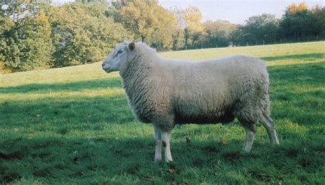 Top 20 Best Native British Sheep Breeds