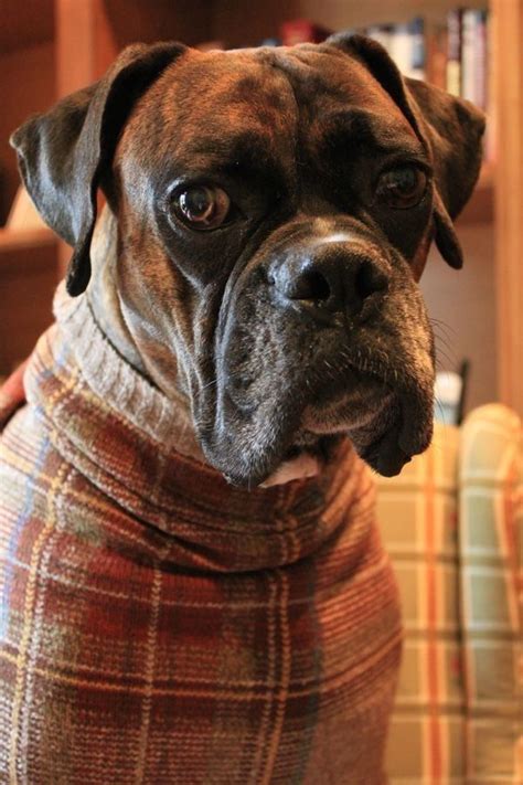 #Boxer #Puppy #Dogs | Boxer dogs, Boxer dogs facts, Boxer puppy